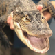 Illustration for article titled Chicago's favorite alligator, Chance The Snapper, is alive, well, and so very small